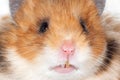 Beautiful Syrian hamster very close up. Royalty Free Stock Photo