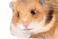 Beautiful Syrian hamster very close up. Royalty Free Stock Photo