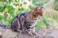 Beautiful tabby cat