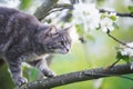 Tabby cat climbs the branches of a blooming Apple tree in a warm may garden Royalty Free Stock Photo