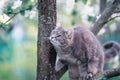 Beautiful tabby cat climbs the branches of a blooming Apple tree in a warm may garden Royalty Free Stock Photo