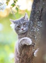 Beautiful tabby cat climbs the trunk of a flowering Apple tree in a warm may garden Royalty Free Stock Photo