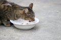 Beautiful tabby cat eating food form a bowls Royalty Free Stock Photo