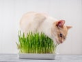 Beautiful tabby cat eating grass. Cat`s food concept