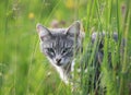 Beautiful tabby cat hunting in a summer meadow of green grass Royalty Free Stock Photo