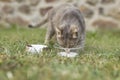 Cat licking milk from a bowl