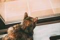 Beautiful tabby cat looking through the window. Back portrait. Beautiful short haired cat.