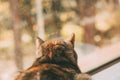 Beautiful tabby cat looking through the window. Back portrait. Beautiful short haired cat.