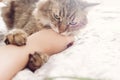 Beautiful tabby cat lying on bed and biting owners hand in soft