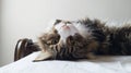 Beautiful tabby cat lying on bed and seriously looking with green eyes. Fluffy Maine coon with funny emotions resting in white Royalty Free Stock Photo