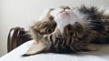 Beautiful tabby cat lying on bed and seriously looking with green eyes. Fluffy Maine coon with funny emotions resting in white Royalty Free Stock Photo