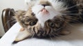 Beautiful tabby cat lying on bed and seriously looking with green eyes. Fluffy Maine coon with funny emotions resting in white Royalty Free Stock Photo