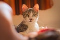 Beautiful tabby cat lying on a bed, staring intensely at the camera. Animal portrait. Royalty Free Stock Photo