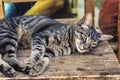 Beautiful tabby cat is lying on a wooden chair, close up Royalty Free Stock Photo