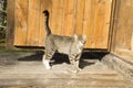 Beautiful tabby cat is militant about the wooden door