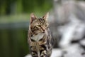 Beautiful tabby cat outdoor