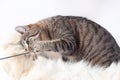 Beautiful tabby cat playing with a stick, on a fur rug. isolated on white background