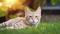 Beautiful tabby cat resting on grass and curiously looking at camera. Adorable kitten in the garden.