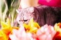 Beautiful tabby cat sits and inhales the scent of tulips. beautiful heads of flowers close-up. fragrant flowers for the holiday on