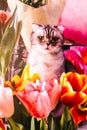 Beautiful tabby cat sits near bouquets of tulips. beautiful heads of flowers close-up. fragrant flowers for the holiday on March 8