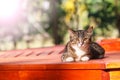 Beautiful tabby cat sitting on balcony , morning sunlight reflection Royalty Free Stock Photo