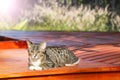 Beautiful tabby cat sitting on balcony , terrace with sunlight reflection Royalty Free Stock Photo