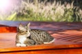 Beautiful tabby cat sitting on balcony , terrace with sunlight reflection Royalty Free Stock Photo