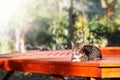 Beautiful tabby cat sitting on balcony , terrace with sunlight reflection Royalty Free Stock Photo