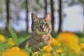 Beautiful tabby cat sitting on the blooming medow