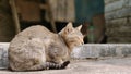 Beautiful tabby cat sitting with closed eyes. Sleepy cat portrait. blur background