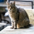 Cute tabby cat sitting on table in garden Grey tabby cat Royalty Free Stock Photo