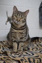 a beautiful tabby cat is sitting on the scratching post Royalty Free Stock Photo