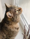 Beautiful tabby cat is sitting on the windowsill. Portrait of a tabby cat with yellow-green eyes looking out the window Royalty Free Stock Photo