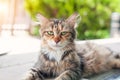 Beautiful tabby cat standing on ground and curiously looking at camera