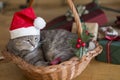 Santa cat under the Christmas tree Royalty Free Stock Photo