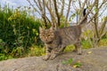 Beautiful tabby country cat. Background with copy space for text