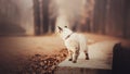 A beautiful tabby cute cat walks along a foggy oak alley in the park in October. Nature in autumn. A walk with a pet Royalty Free Stock Photo