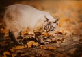 A beautiful tabby cute cat walks on an autumn day in the park among the fallen dry yellow maple leaves and acorns. A walk with a Royalty Free Stock Photo