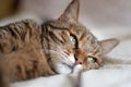 Beautiful tabby female cat with green eyes lying on the bed. Royalty Free Stock Photo