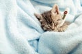 Beautiful tabby kitten measures temperature by thermometer.Little ill baby cat lies in blue plaid. Vet, veterinary clinic and Royalty Free Stock Photo