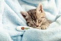 Beautiful tabby kitten measures temperature by thermometer. Little ill baby cat lies in blue plaid. Vet, veterinary clinic and Royalty Free Stock Photo