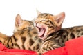 Beautiful tabby kitten tired