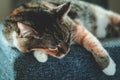 Beautiful tabby lying on the grey sofa. Cat with white and ginger paws. Domestic cat