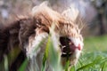 Beautiful tabby norwegian forest cat eating grass Royalty Free Stock Photo