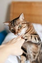 Beautiful tabby pet cat sniffing human hand palm. Relationship of owner and domestic feline animal. Adorable furry kitten friend.