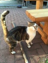 Beautiful tabby squeezes Cat pushs her head against a wooden table in the garden..