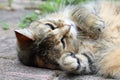 A beautiful tabby cat just a chillin` out on a beautiful day