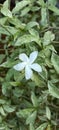 The beautiful Tabernaemontana divaricata flowers in the garden