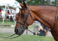 Beautiful Tacked Bay Horse at a Horse Show