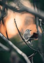 Beautiful Taiga Flycatcher Ficedula albicilla perched on a tree branch, in a sunrise background